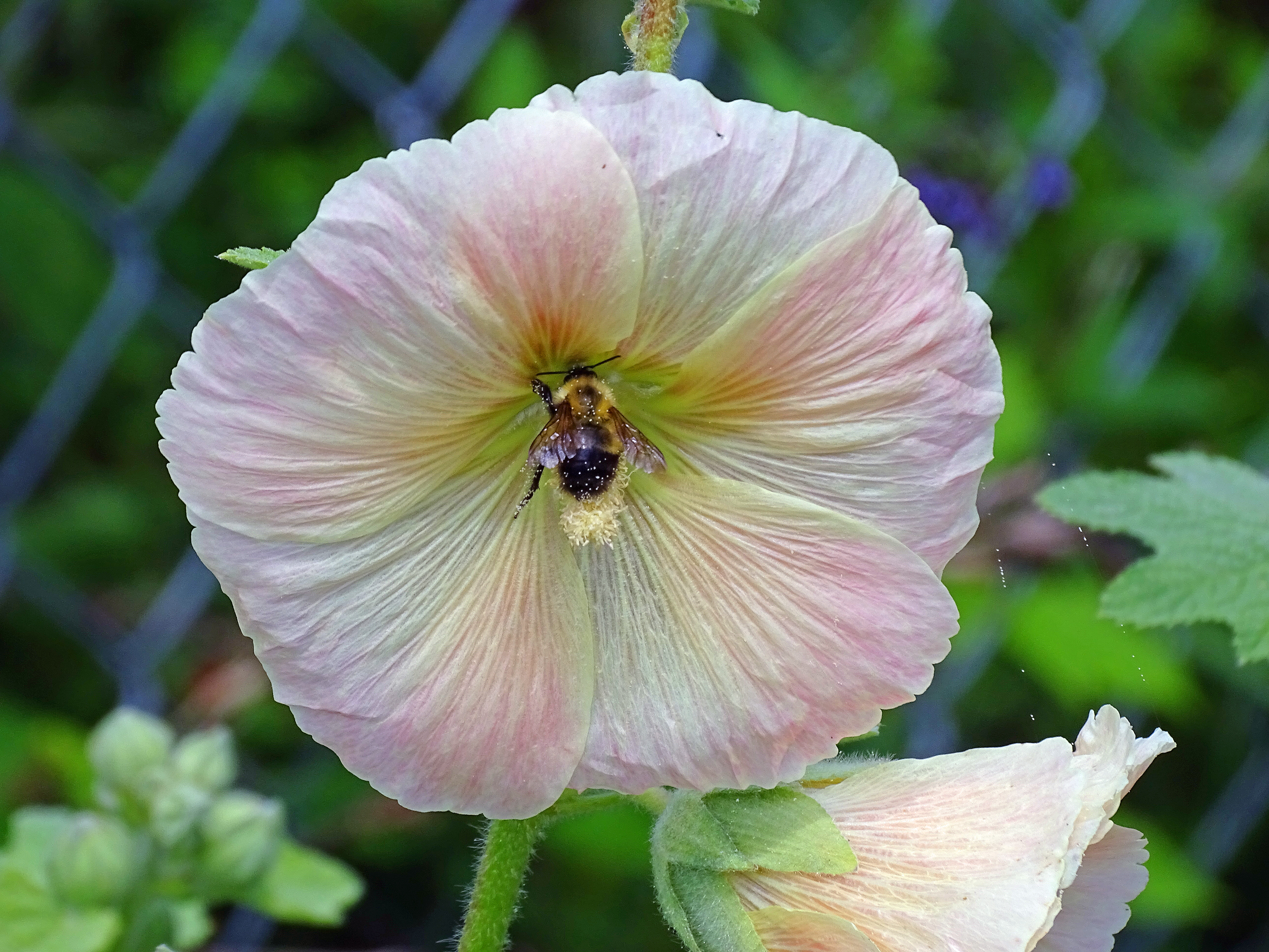 bee on a flower