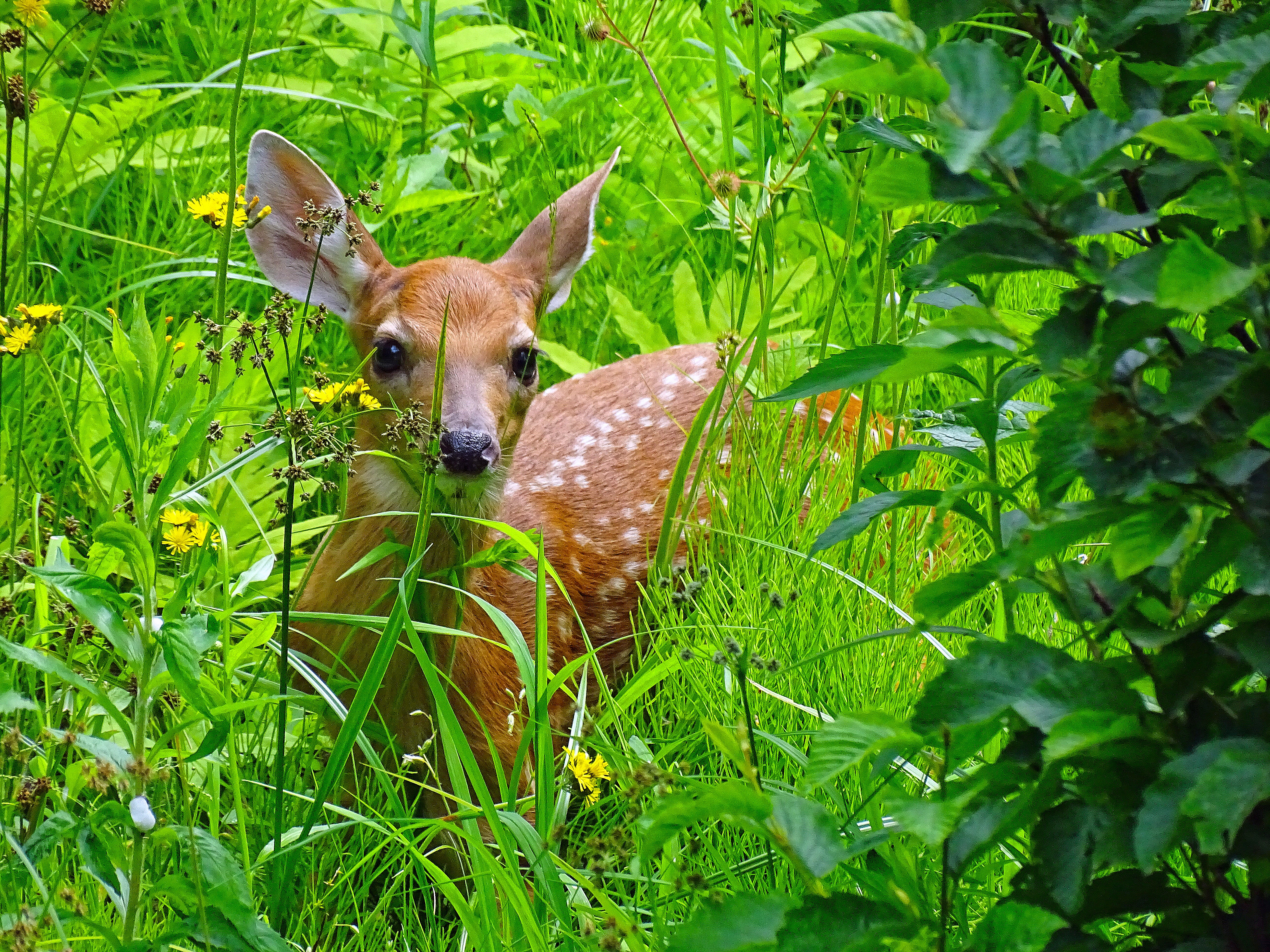 Deer Peeking through the trees