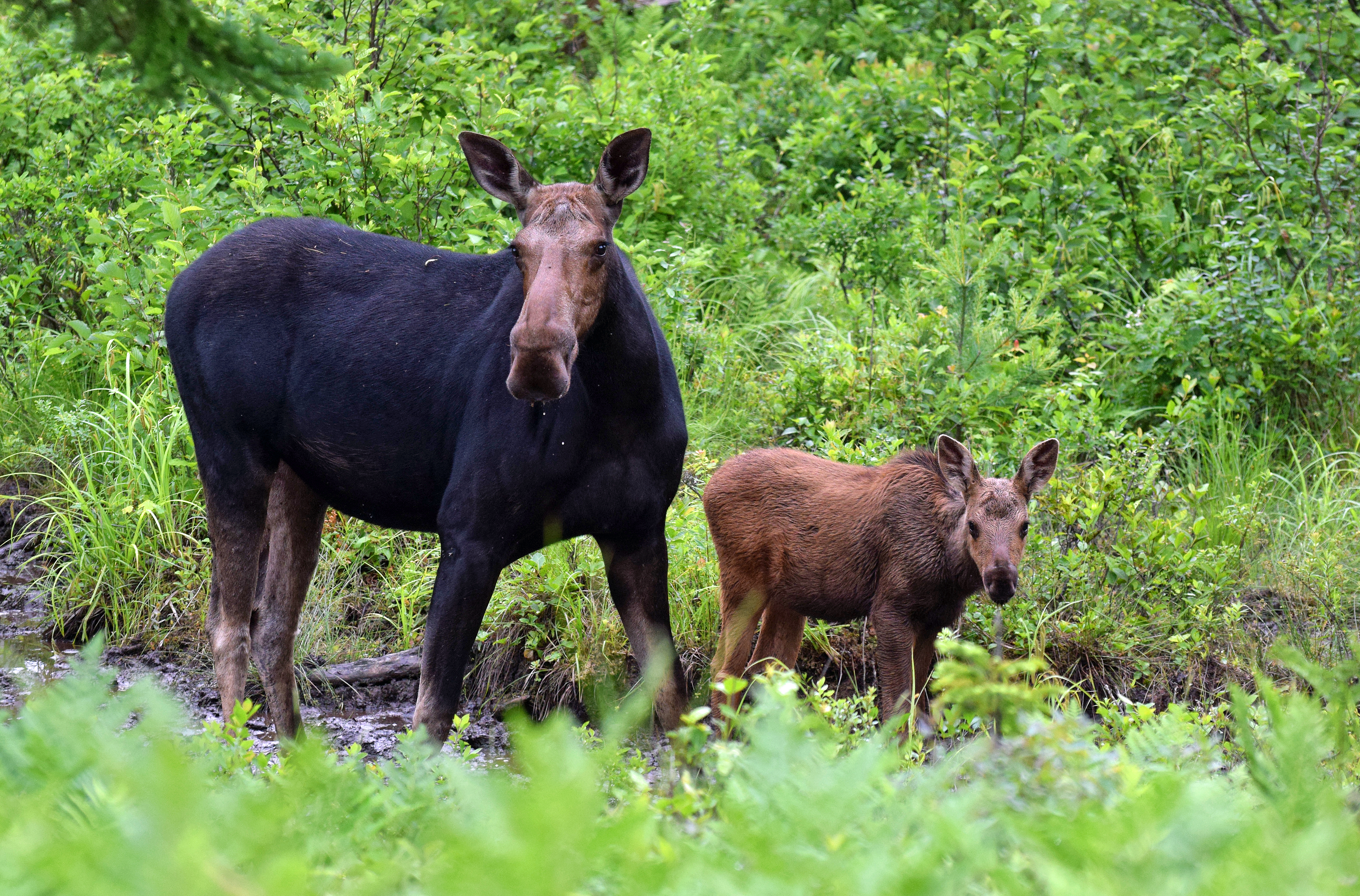 moose and baby