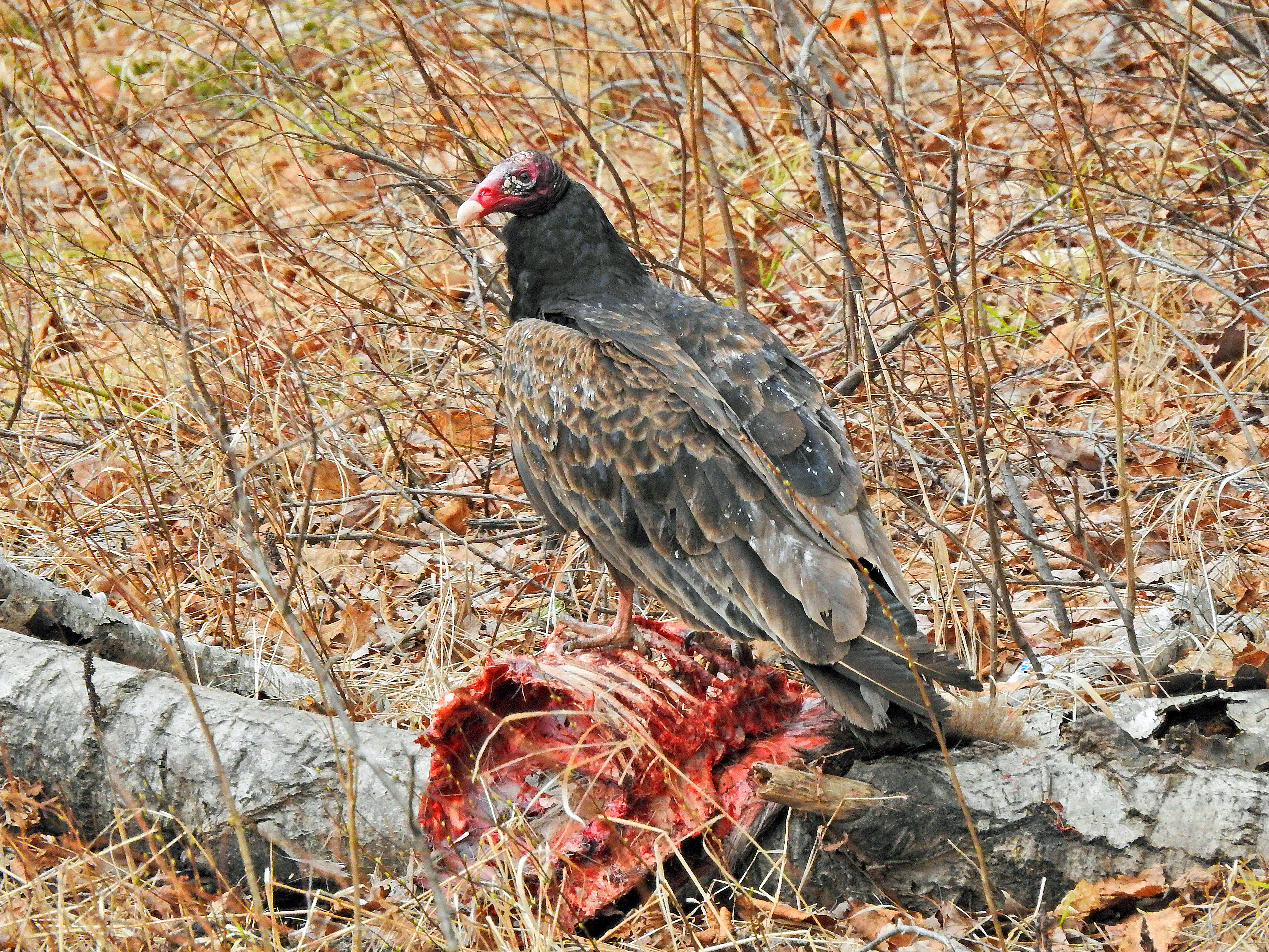 turkey vulture over carcass